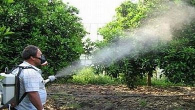 Photo of الزراعة تشن حربًا على بائعي المبيدات «المغشوشة».. وبرلماني: تسبب السرطان