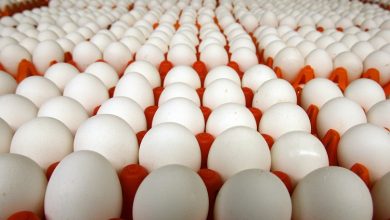 Photo of أسعار البيض في الأسواق والمحلات اليوم.. «الأبيض» بـ100 جنيه
