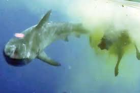 Photo of بعد هجوم سمكة القرش.. “الاستعلامات” تكشف خطة حماية الشواطئ بالغردقة