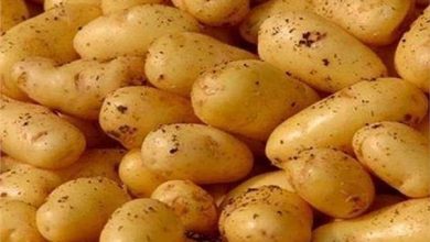 وزارة الزراعة: انفراج أزمة البطاطس 20نوفمبر القادم