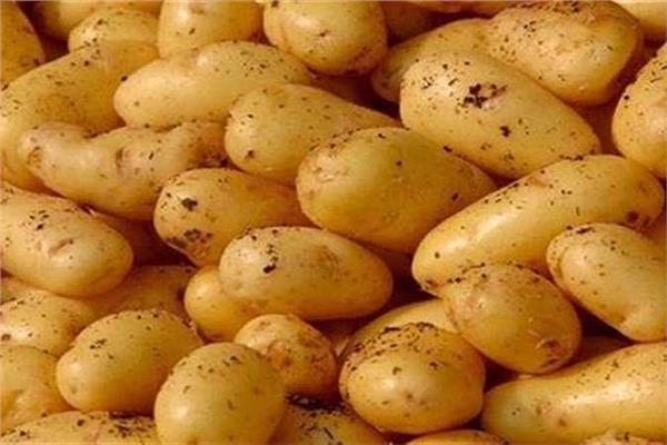 وزارة الزراعة: انفراج أزمة البطاطس 20نوفمبر القادم