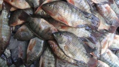 البرلمان يستدعى مسئولى الزراعة والتموين بسبب وقف توريد الاسماك للمجمعات الإستهلاكية