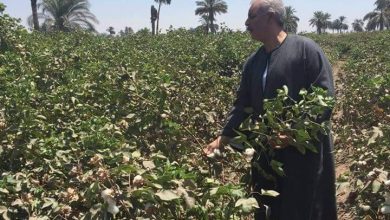 Photo of نقيب الفلاحين وزارة الزراعة تركت مزارعي القطن فريسة للتجار