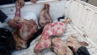 Photo of نائب وزير الزراعة:  تحرير ١٣٠٦ محضرا في حملات التفتيش على اللحوم خلال شهر ديسمبر