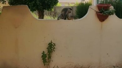 Photo of “الزراعة” تكشف حقيقة انتشار القرود في شوارع أسوان ( فيديو )