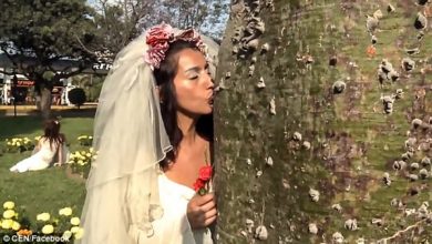 Photo of بالفيديو…زواج فتيات بالأشجار في حفل زفاف جماعي