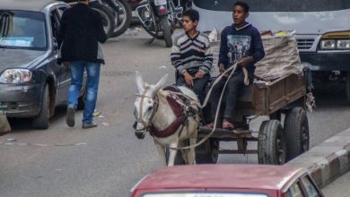Photo of منع سير العربات الكارو بكافة ميادين القاهرة والشوارع والمحاور الرئيسية
