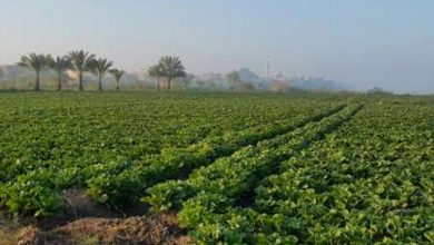 Photo of “الزراعة” تطلق خطة قومية للنهوض بالأسمدة الحيوية لرفع خصوبة التربة