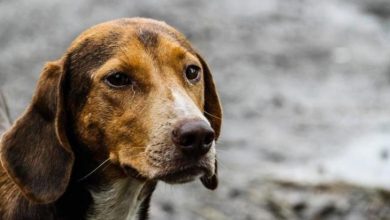 Photo of كلب يقتل صاحبه في رحلة صيد بروسيا