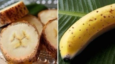 Photo of مزارعون يابانيون ينجحون فى زراعة نوع جديد من الموز بقشور قابلة للأكل