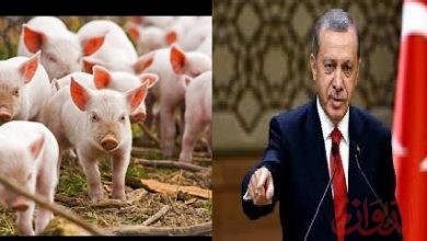 Photo of أردوغان يوافق علي استيراد الخنزير لتركيا من البوسنة والهرسك
