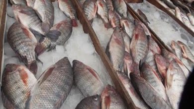 Photo of تعرف على أسعار الأسماك في سوق العبور اليوم