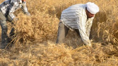 Photo of الزراعة: عجز في محصول القمح ومشروع المليون ونصف فدان الحل