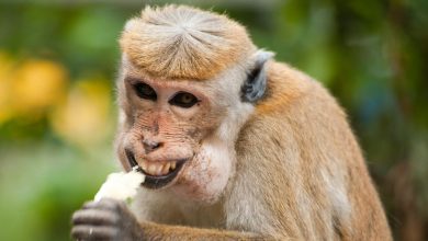 Photo of “الصحة العالمية” تتوصل لعلاج فعالة لجدرى القرود بنسبة 80%