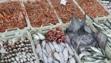 Photo of أسعار الأسماك بسوق العبور